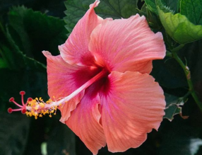 8月養(yǎng)這幾種花，花期長還好養(yǎng)