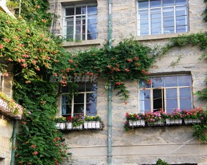 廬山植物園窗臺(tái)綠化案例