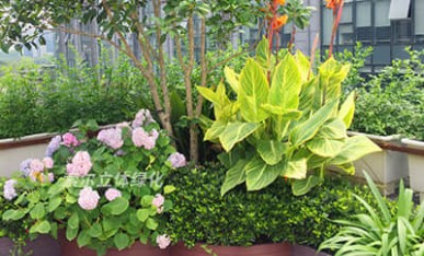 索爾大樓屋頂花園