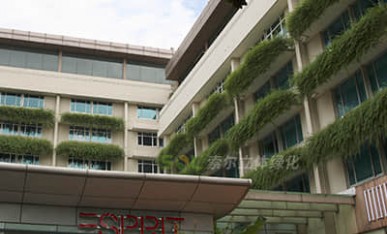 酒店窗臺綠化工程案例