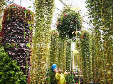 餐廳立體綠化解決方案簡介