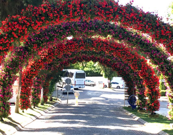 鮮花瀑布/拱門解決方案應用展示