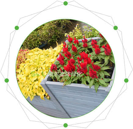 組合造景的特點