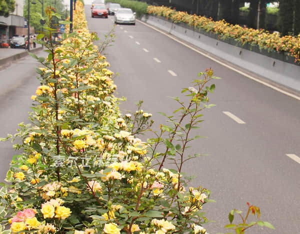 高架橋綠化解決方案簡介2