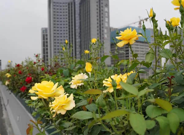 高架橋綠化灌溉養護