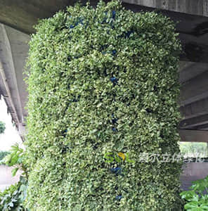 落地包式橋墩綠化-圓柱形