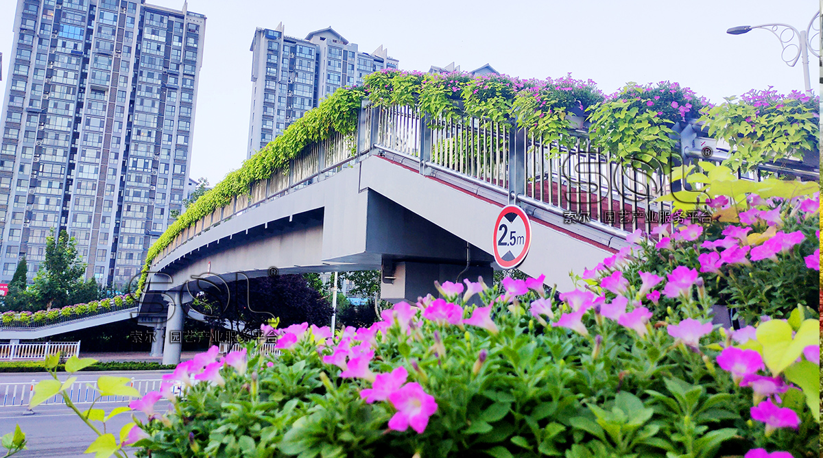 聊城東昌府人行天橋綠化