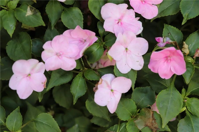 邯鄲首個“墻上花園”亮相，不但好看，還能降噪、除塵！ (10).jpg